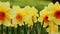 Yellow daffodil close-up.