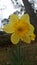 Yellow daffodil closeup