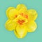 Yellow daffodil closeup on aquamarine color background, collage.