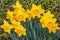 Yellow Daffodil cluster