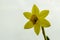 Yellow daffodil detail