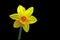 Yellow Daffodil - Easter bell - Narcissus with black background