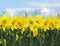 Yellow daffodil field with sunny blue sky and clouds