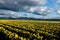 Yellow daffodil fields in bloom under blue sky.