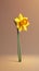Yellow daffodil flower blurred background