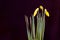 Yellow Daffodil Flower Bud Trio 02