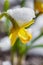 Yellow daffodil flower covered snow
