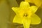 Yellow daffodil flower reflecting in a gold background