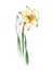 Yellow daffodil flower watercolor image. Spring bright blooming plant hand drawn illustration. Yellow narcissus garden beautiful f