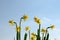 Yellow daffodil flowers against blue sky