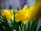 Yellow daffodil flowers close-up. Bright floral spring card for a holiday, Easter, March eighth, birthday