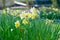 Yellow Daffodil flowers field