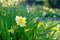 Yellow Daffodil flowers field