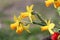 Yellow Daffodil Flowers in Garden