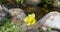 Yellow daffodil in front of a stream