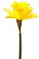 Yellow daffodil isolated