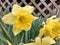 Yellow Daffodil by a lattice