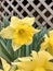 Yellow Daffodil by a lattice