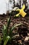 Yellow daffodil leaf water droplet green