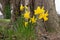 Yellow daffodil / Narcissus flowers in the spring at the base of a tree