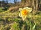 Yellow daffodil Narcissus jonquilla flower growing in the garden