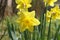 Yellow daffodil Narcissus jonquilla flowers growing in the garden