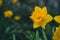 Yellow daffodil petal in front of a dark green or teal background at a garden. Beautiful yellow flower is standing out from the