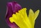 Yellow daffodil with purple tulip on black background
