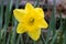 Yellow Daffodil after Rain