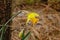 Yellow daffodil with rain drips in the forest