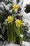 Yellow daffodil in the snow