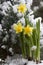 Yellow daffodil in the snow