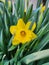Yellow Daffodil Spring Flower