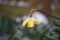 Yellow daffodil spring flower with snow taken in Sussex England