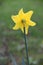 Yellow Daffodil Star 02