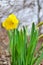 Yellow daffodil with the stone background in portrait position