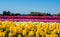 Yellow Daffodil Tulip Flower Fields