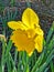 Yellow daffodill flower in the field