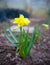 Yellow daffodill flower in home green garden