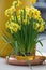 Yellow daffodils also known as jonquils and narcissus in a flo