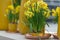 Yellow daffodils also known as jonquils and narcissus in a flo