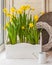 Yellow daffodils in balcony boxes for flowers