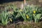 Yellow daffodils bloom in April