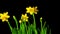 Yellow daffodils bloom, time-lapse