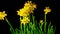 Yellow daffodils bloom, time-lapse
