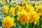 Yellow daffodils blooming in a city park on a sunny spring day