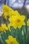 Yellow daffodils blooming in the garden