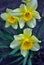 Yellow daffodils blooming group Narcissus, Pseudonarcissus DC, Ajax Spach with green leaves, growing plant