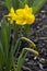 Yellow Daffodils Blooming in a Spring Garden