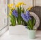 Yellow daffodils and blue hyacinths in balcony boxes